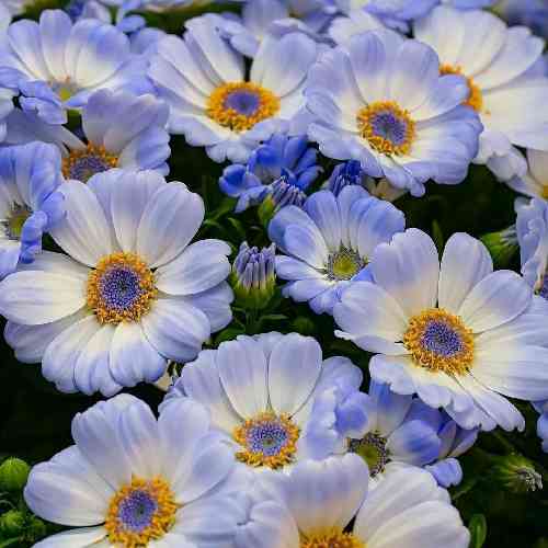 جواد بیات نشکن این دلمو دل آواره این دل مگه جز تو